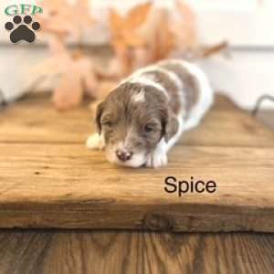 Spice, Miniature Poodle Mix Puppy